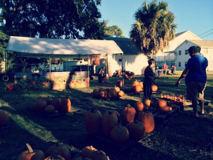 Pictures from the pumpkin patch