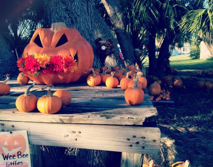 Pictures from the pumpkin patch