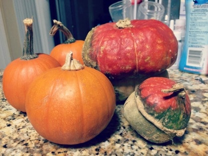Pictures From The Pumpkin Patch