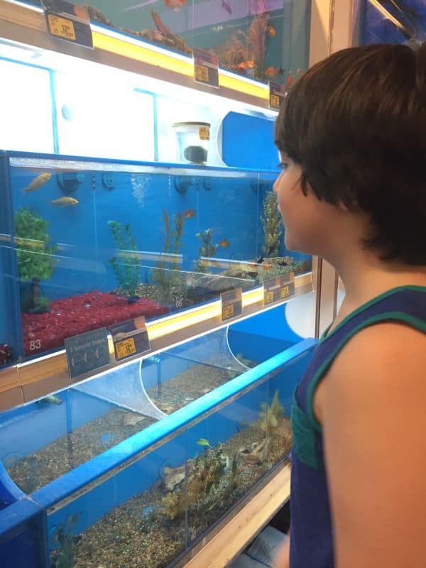 Buying fish at petsmart hotsell