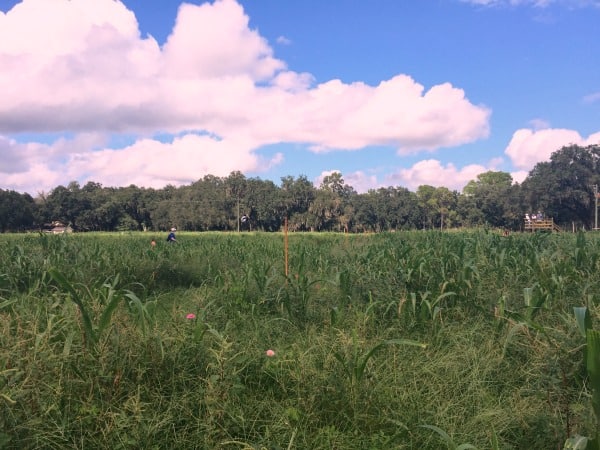 fox quirrel corn maze