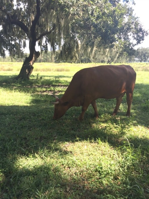 fox quirrel corn maze