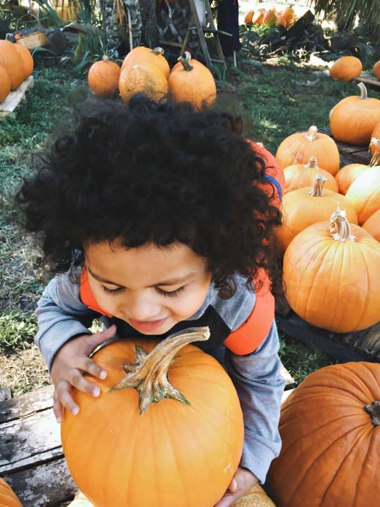 Saturday Pumpkin Patch Fun Saturday Pumpkin Patch Fun