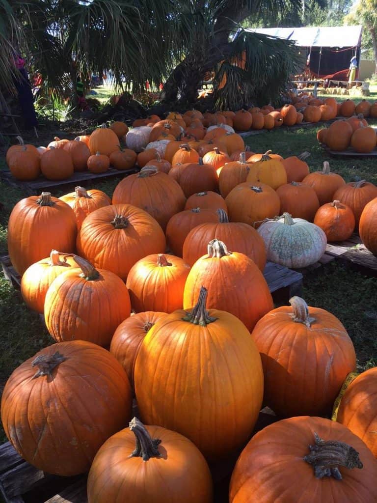 pumpkins