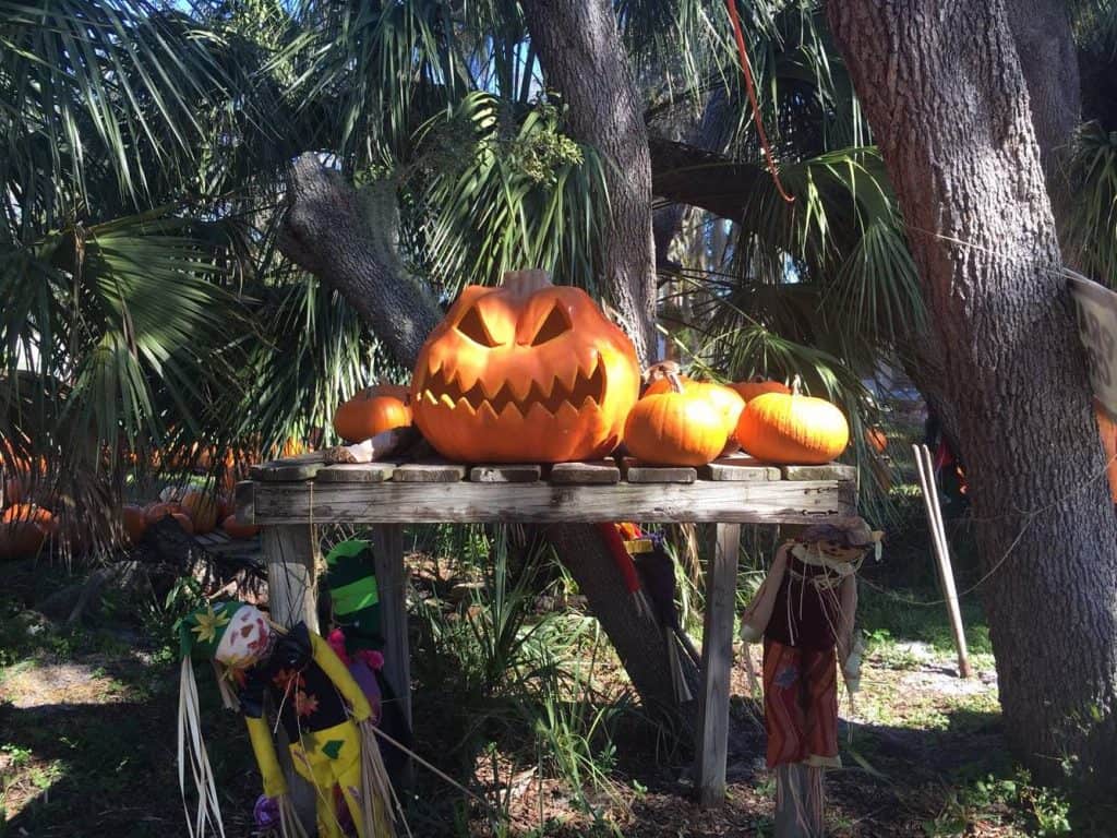 Saturday Pumpkin Patch Fun pp10