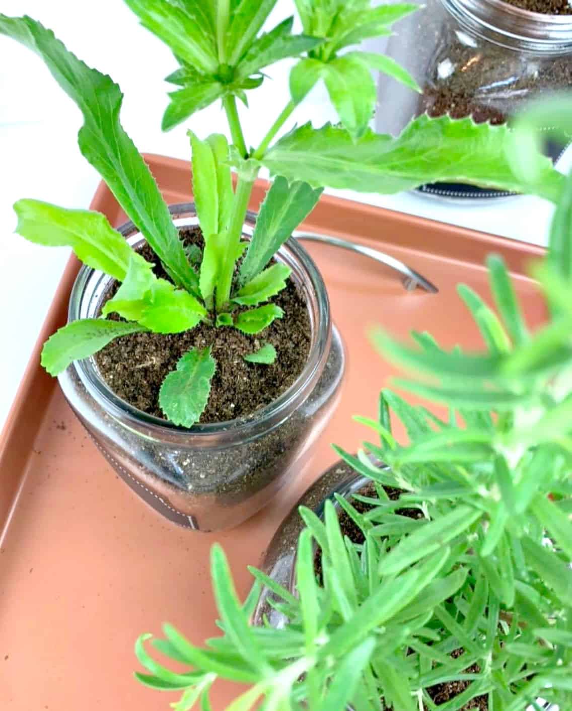 Make An Indoor Herb Planter - In 10 Minutes! • Grillo Designs