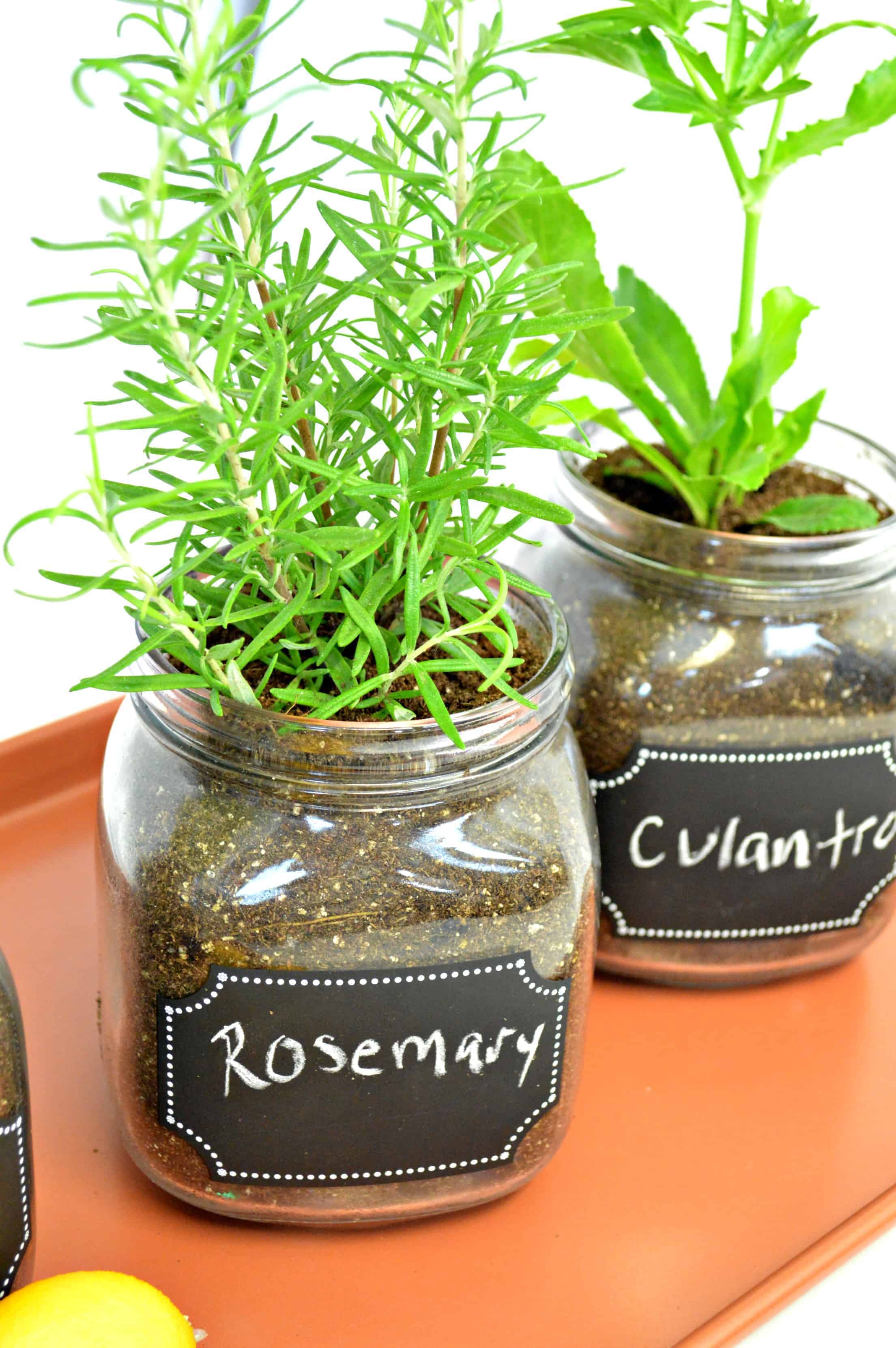 Indoor Herb Garden Mason Jars