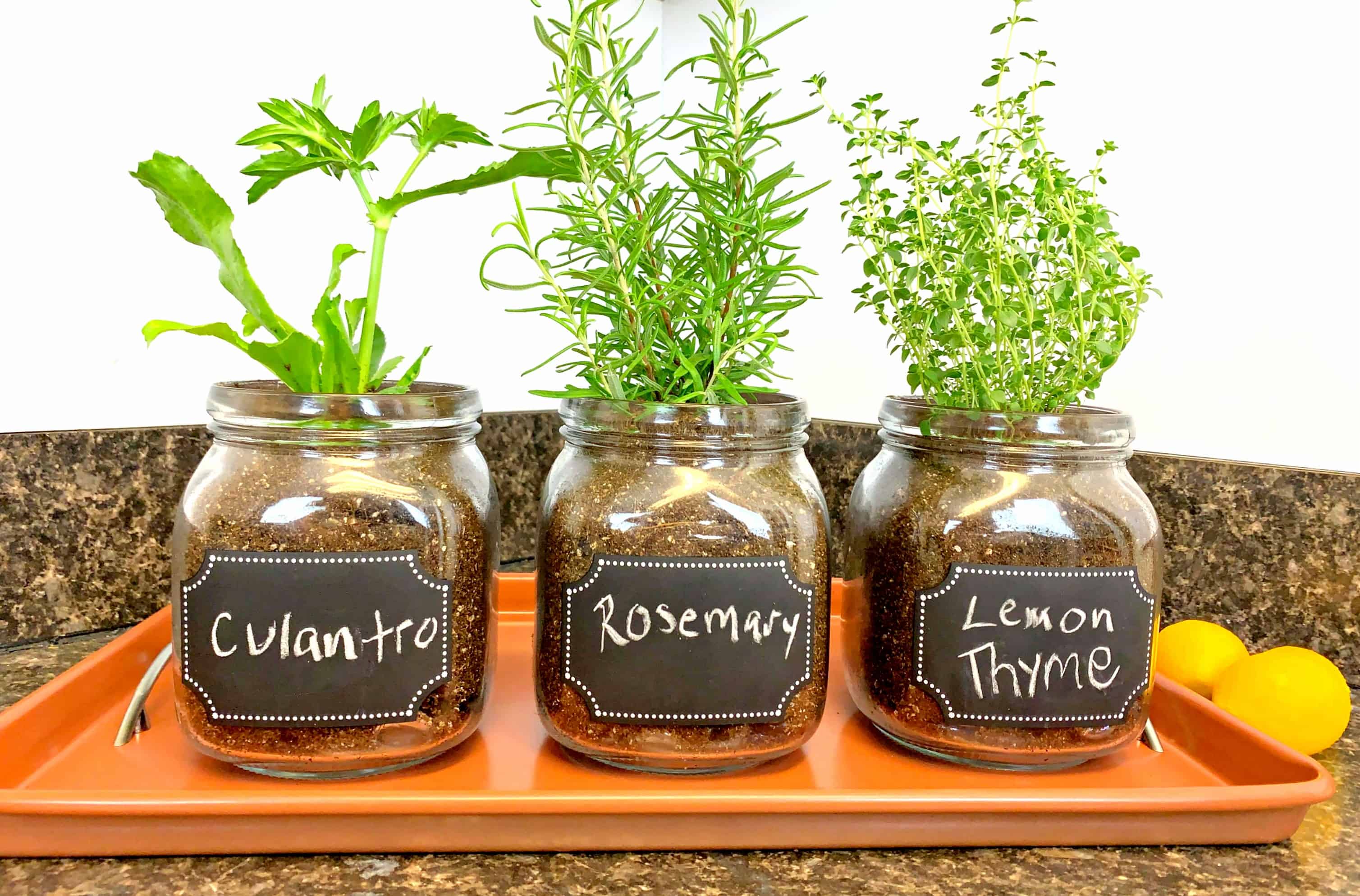 indoor herb garden